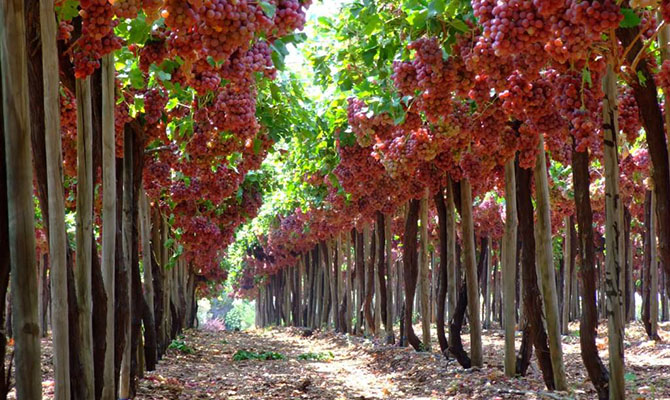 Урожайность винограда выросла втрое, - Минагрополитики