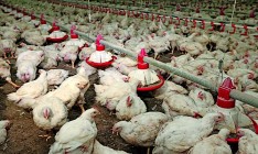 Российский бизнес выдавливает из Крыма украинских птицеводов